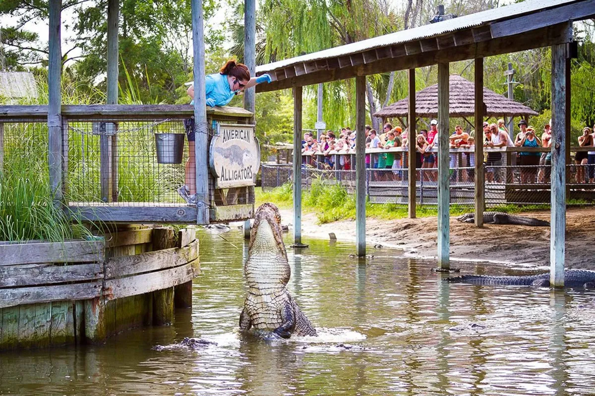 This exterior image captures an alligator feeding demonstration with a handler, an engaged crowd, and visible signage, setting an atmosphere of excitement and adventure. The outdoor setting suggests a fun, educational outing that would appeal to families and kids.
